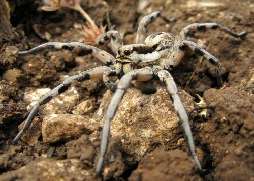 Réf. 231 100 : Lycosa praegrandis
